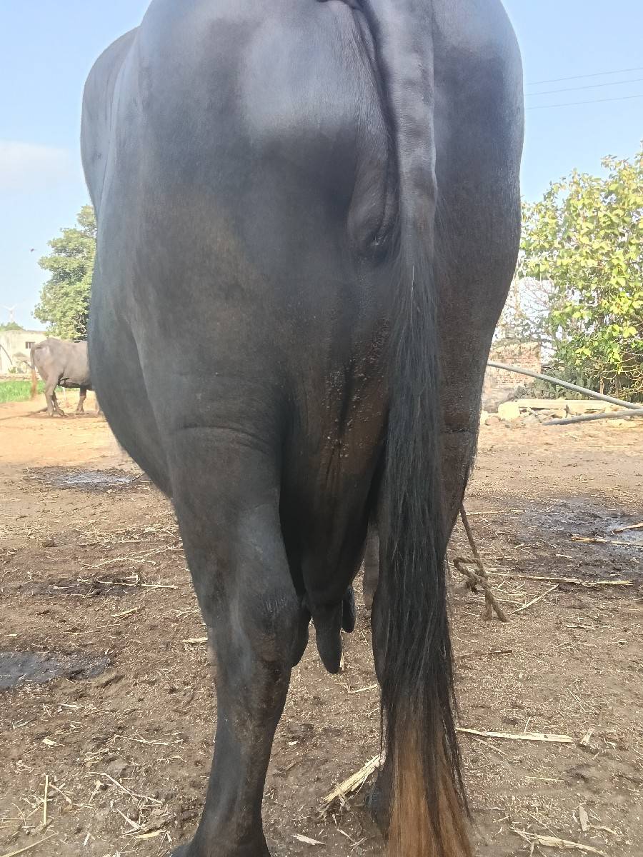 આ ભેંસ વેચવાનિ ત્રીજું વેતર