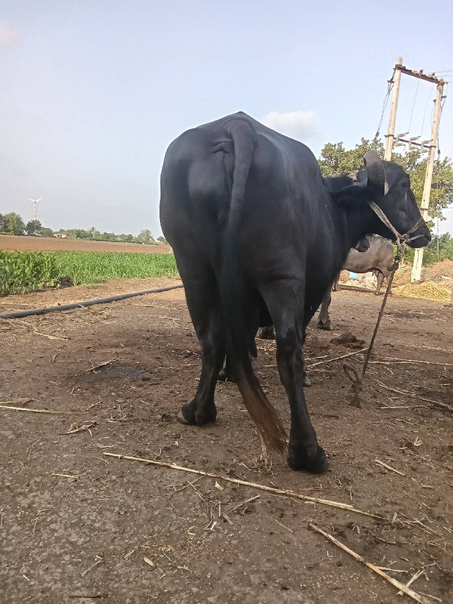 આ ભેંસ વેચવાનિ ત્રીજું વેતર