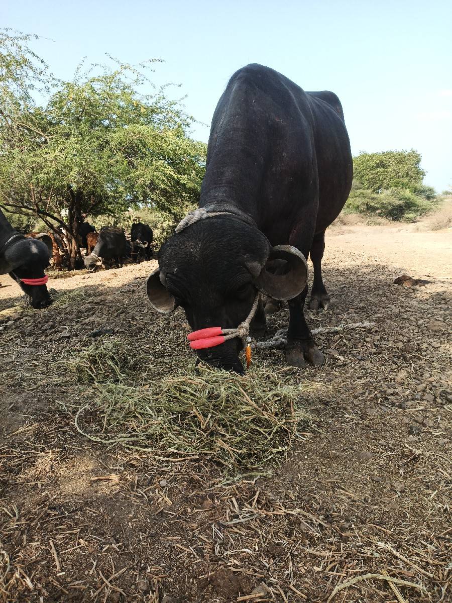 પેલું વેતર છે