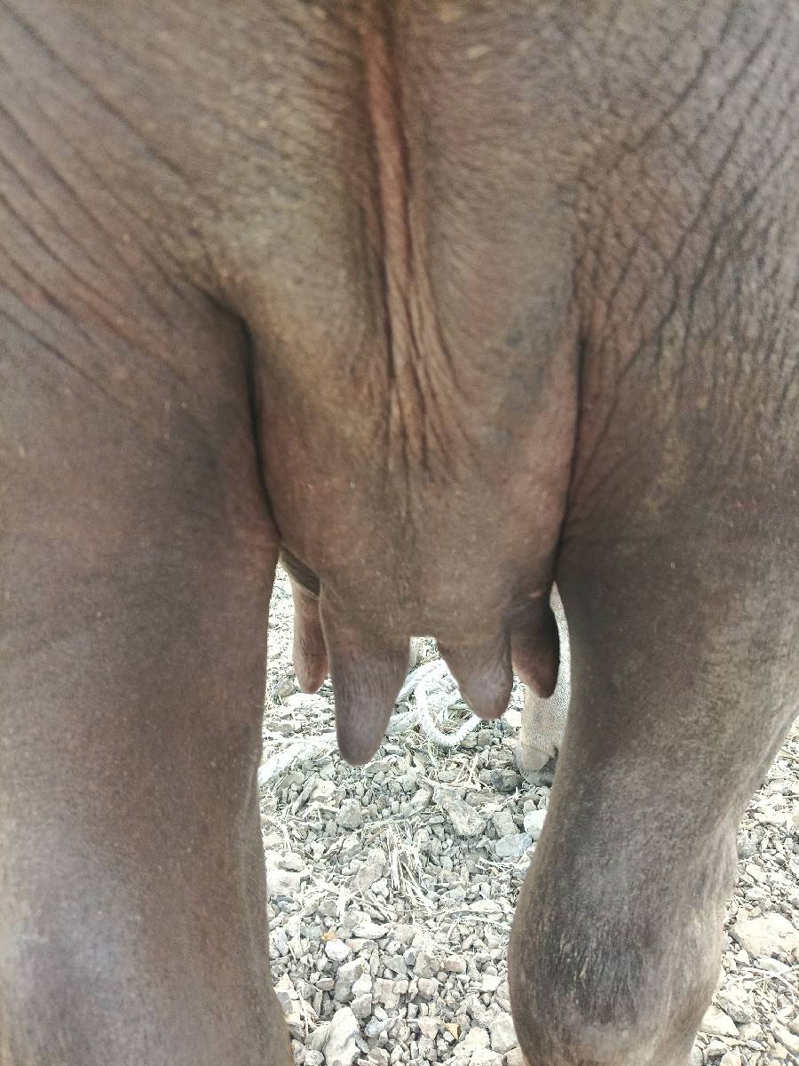 પેલું વેતર છે