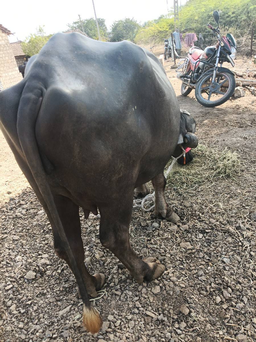 પેલું વેતર છે