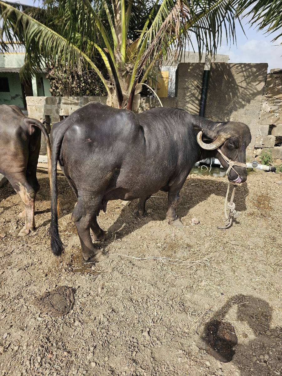 ભેંસ વેચવાની છે