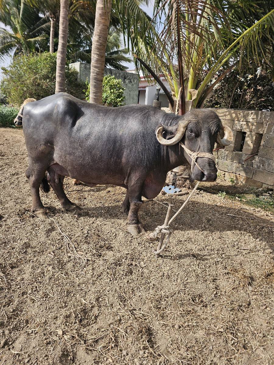 ભેંસ વેચવાની છે