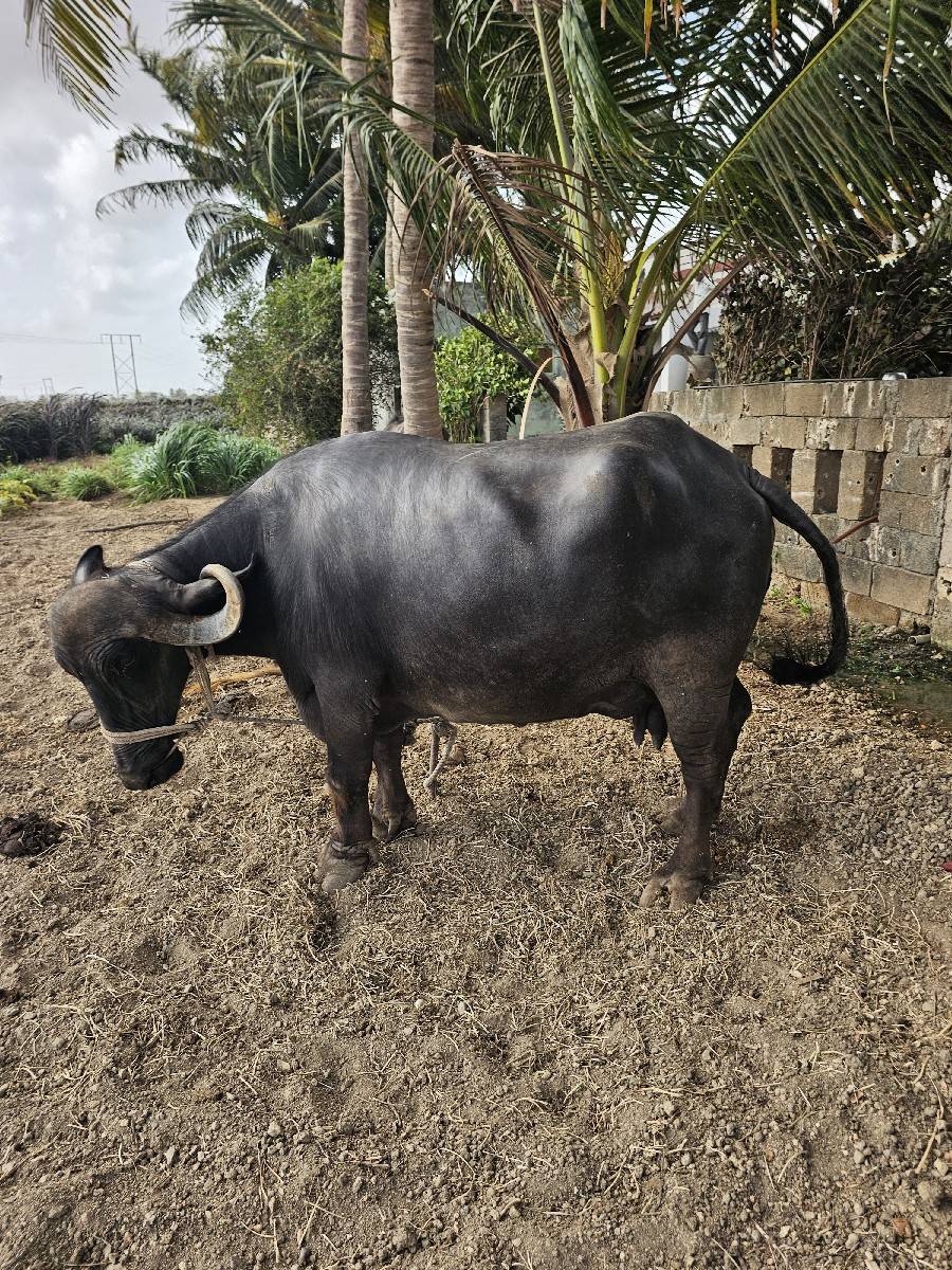ભેંસ વેચવાની છે