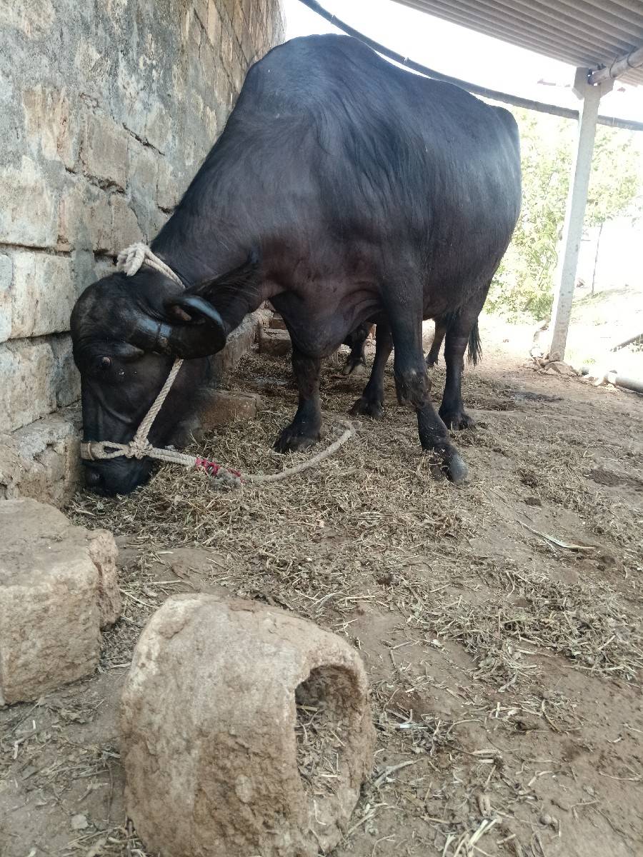 ભેંસ