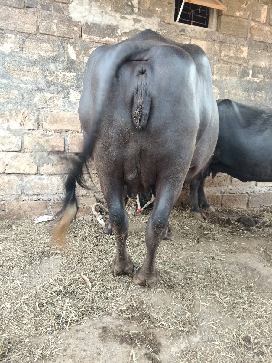 ભેંસ