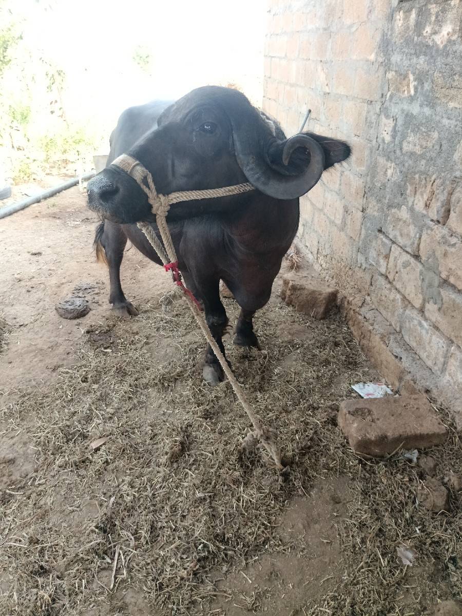 ભેંસ