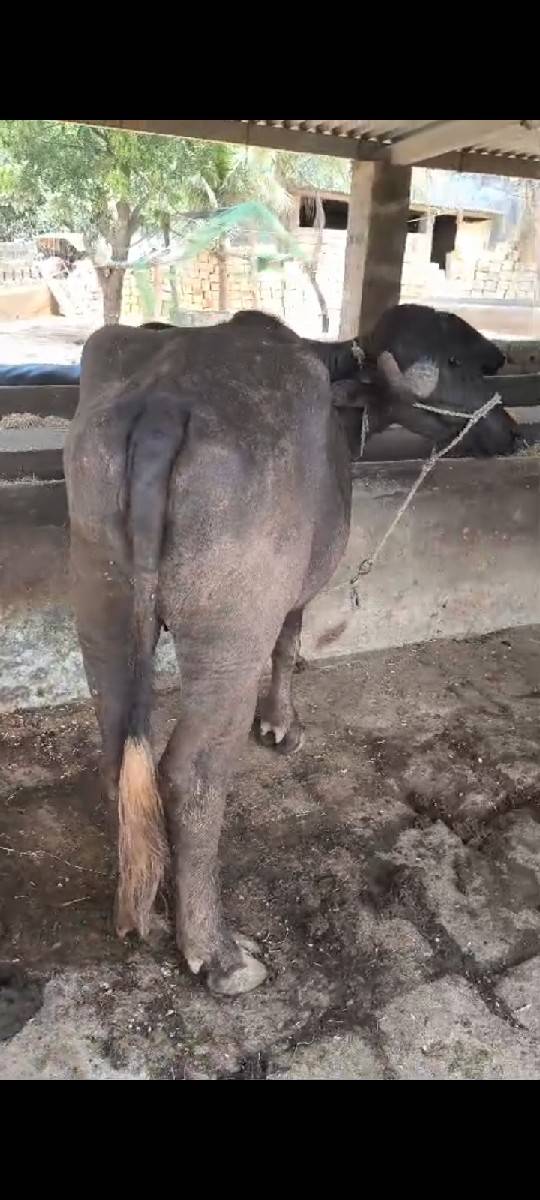 ખડેલું વેચવાનું