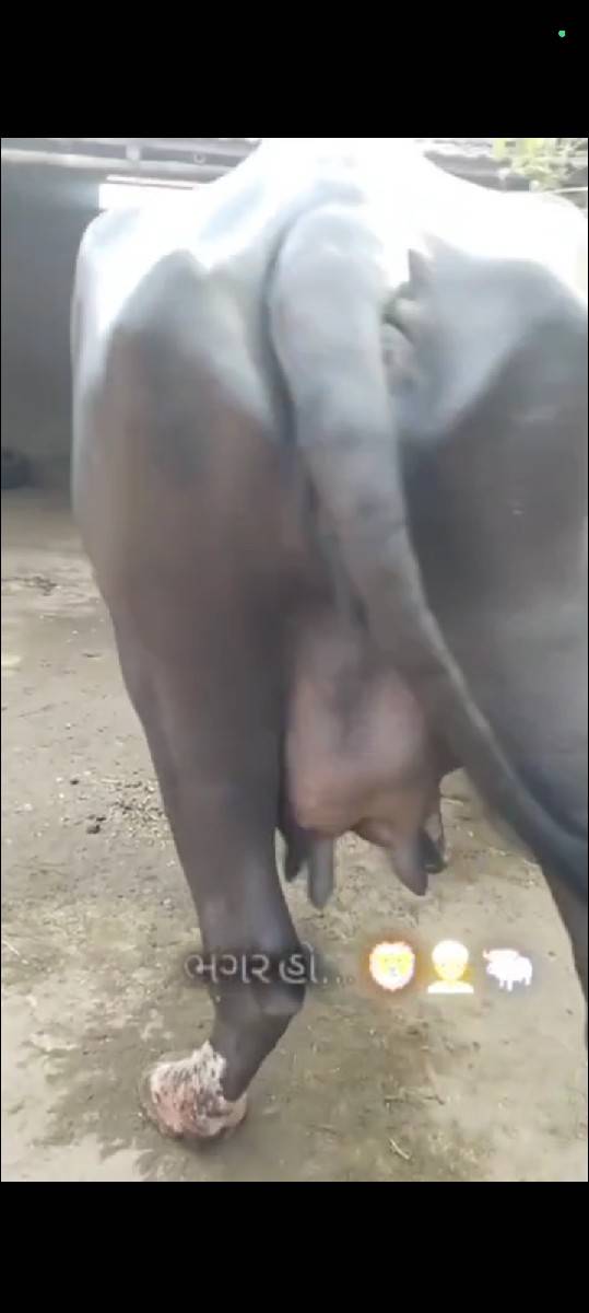 ભગરી ભેસ વેચવા ની છે