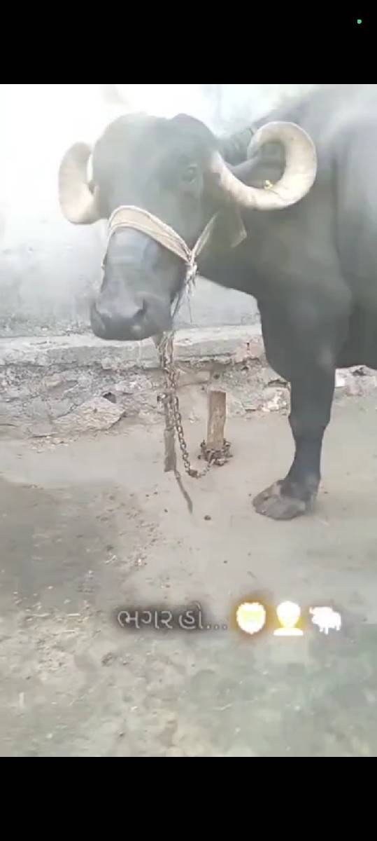 ભગરી ભેસ વેચવા ની છે