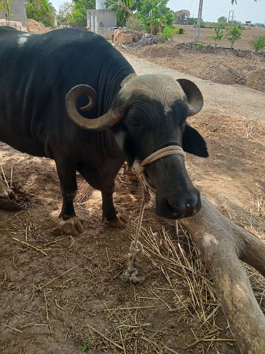 ભેંસ વેચવાની છેત્રીજુ વેતર