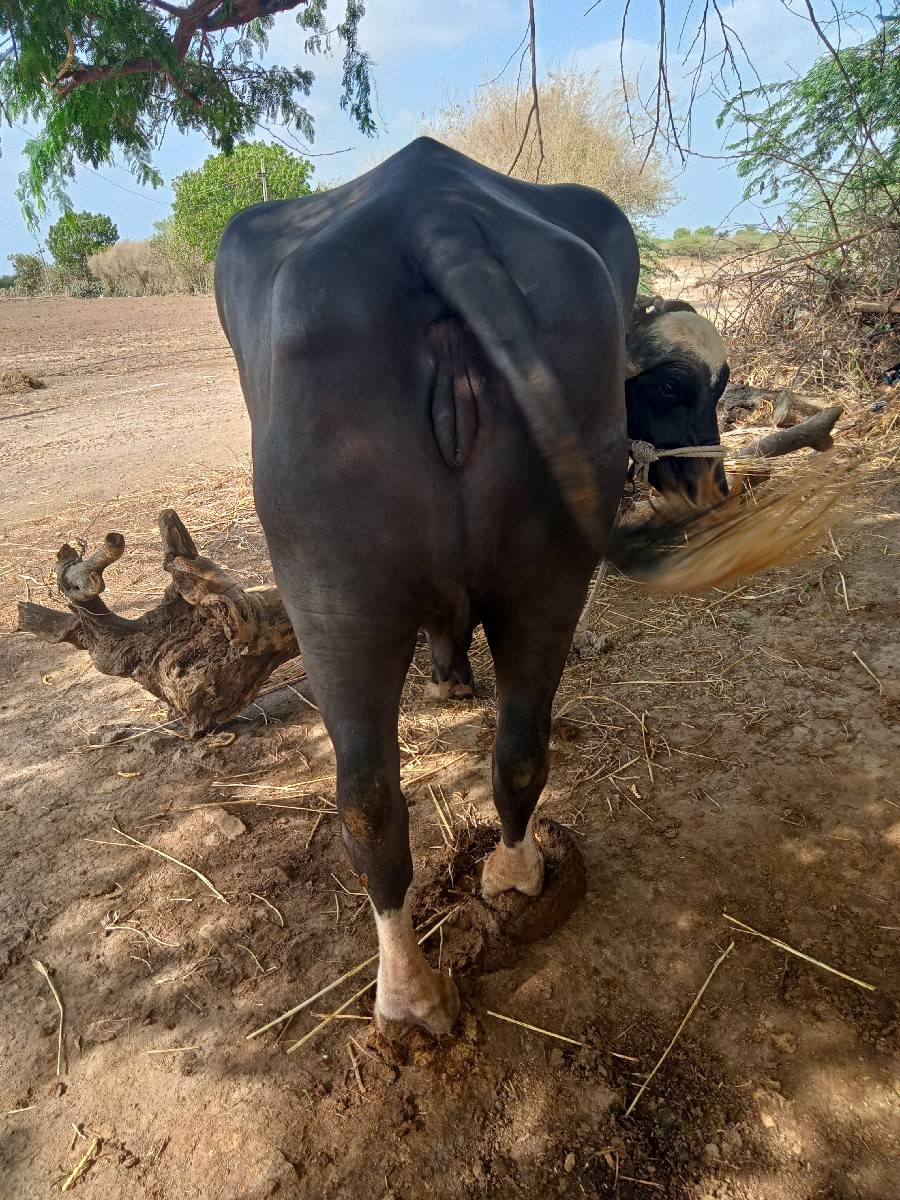 ભેંસ વેચવાની છેત્રીજુ વેતર
