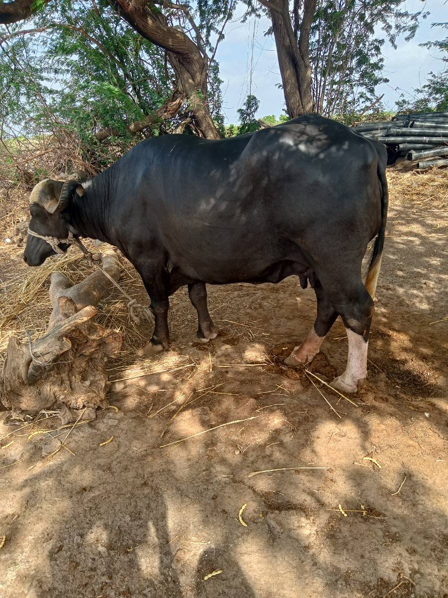 ભેંસ વેચવાની છેત્રીજુ વેતર