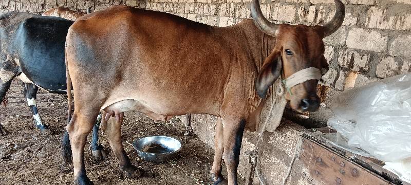 ક્રોસ ગાય