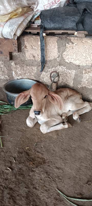 ક્રોસ ગાય
