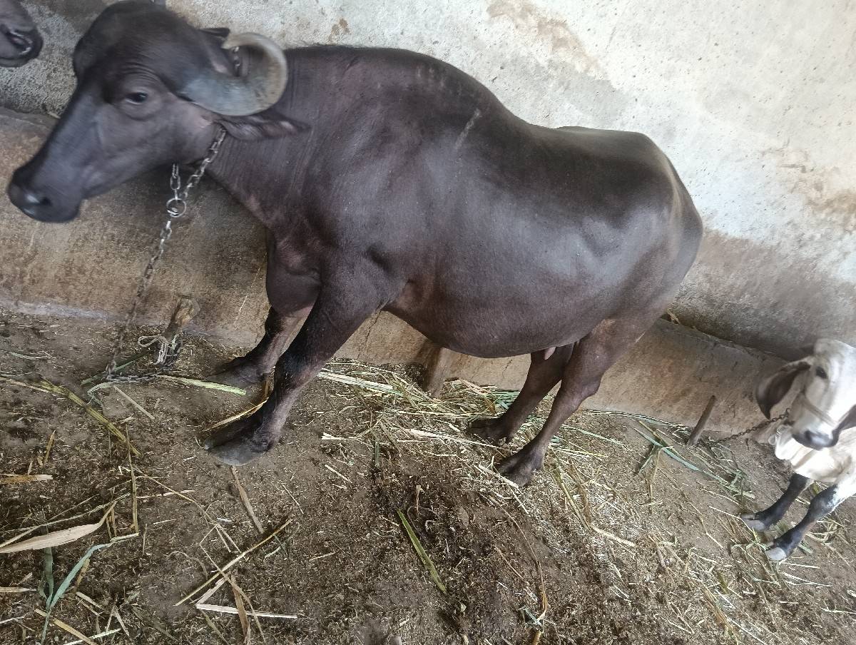 બેસવાની છે