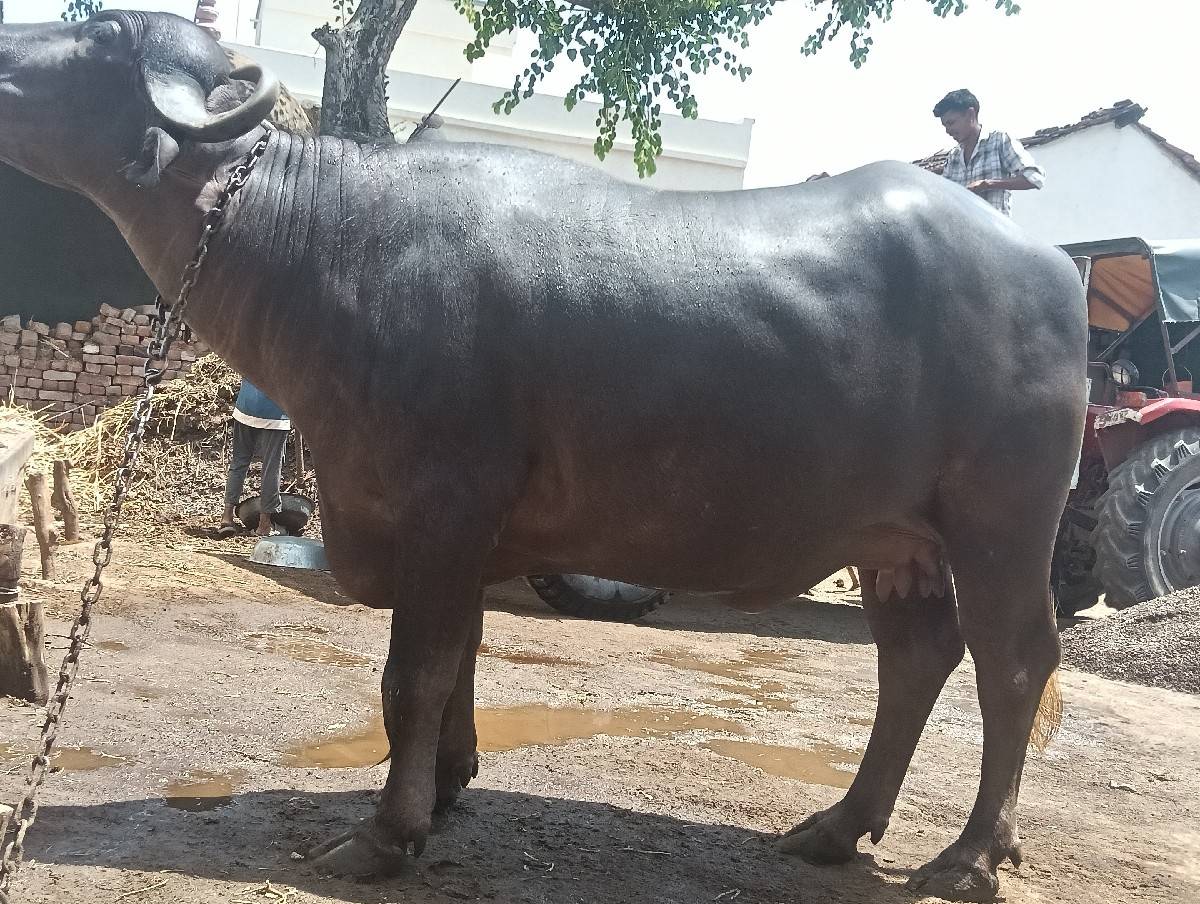 બેસવાની છે