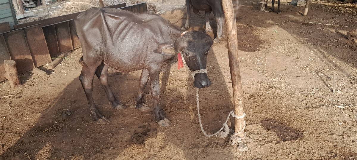 સાદરી પાડી વેશવાની છે