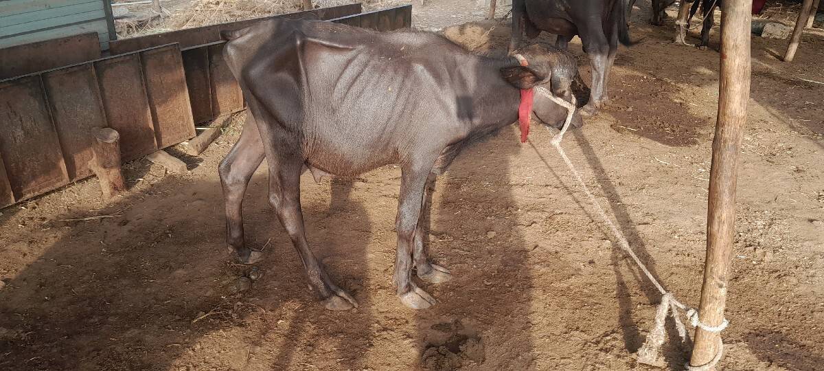 સાદરી પાડી વેશવાની છે