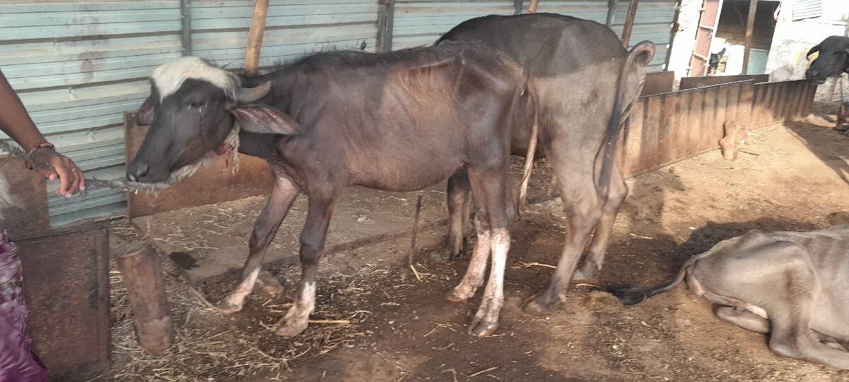 સાદરી પાડી વેશવાની છે