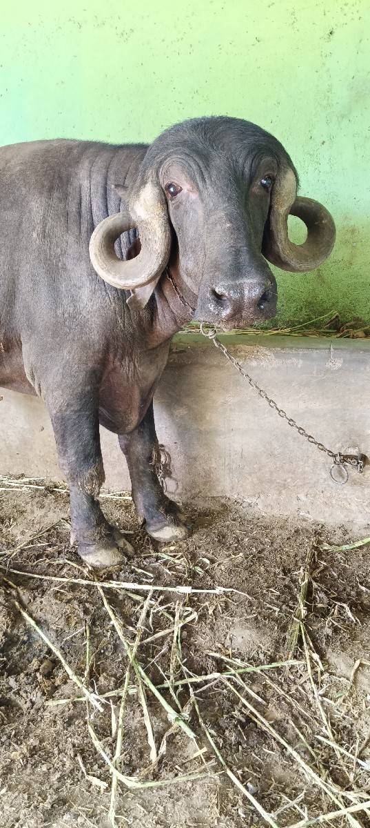 બેય પાડા વેચવાના છે