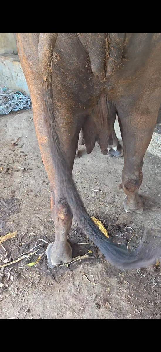 ભેંસ વેચવાની છે
