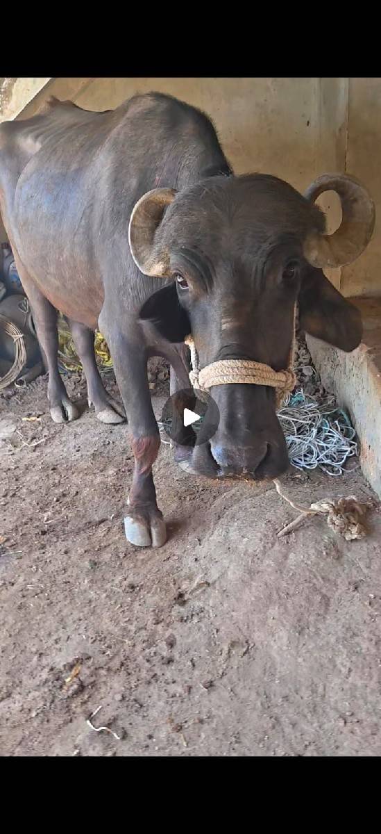 ભેંસ વેચવાની છે