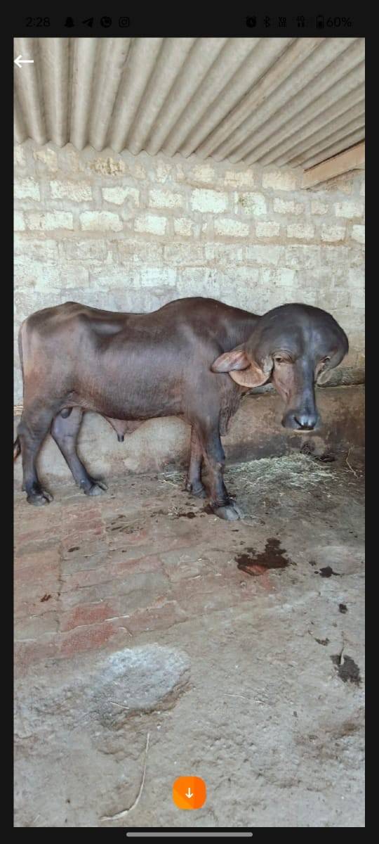 પાડો વેચવાનો છે