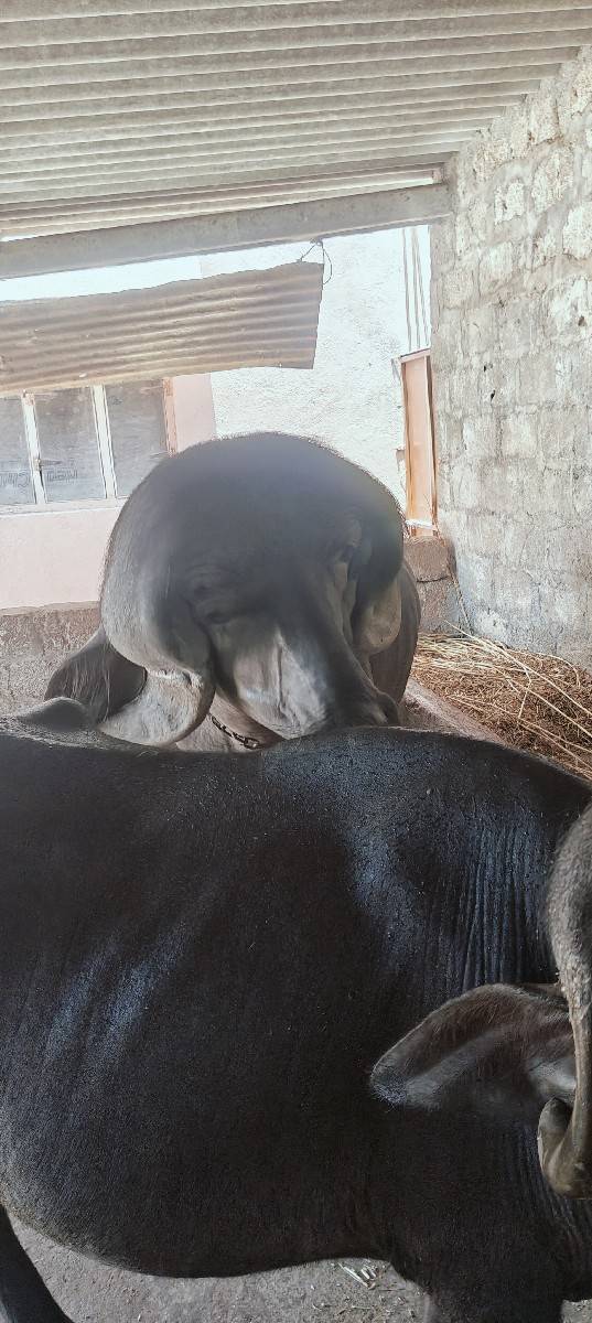 પાડો વેચવાનો છે