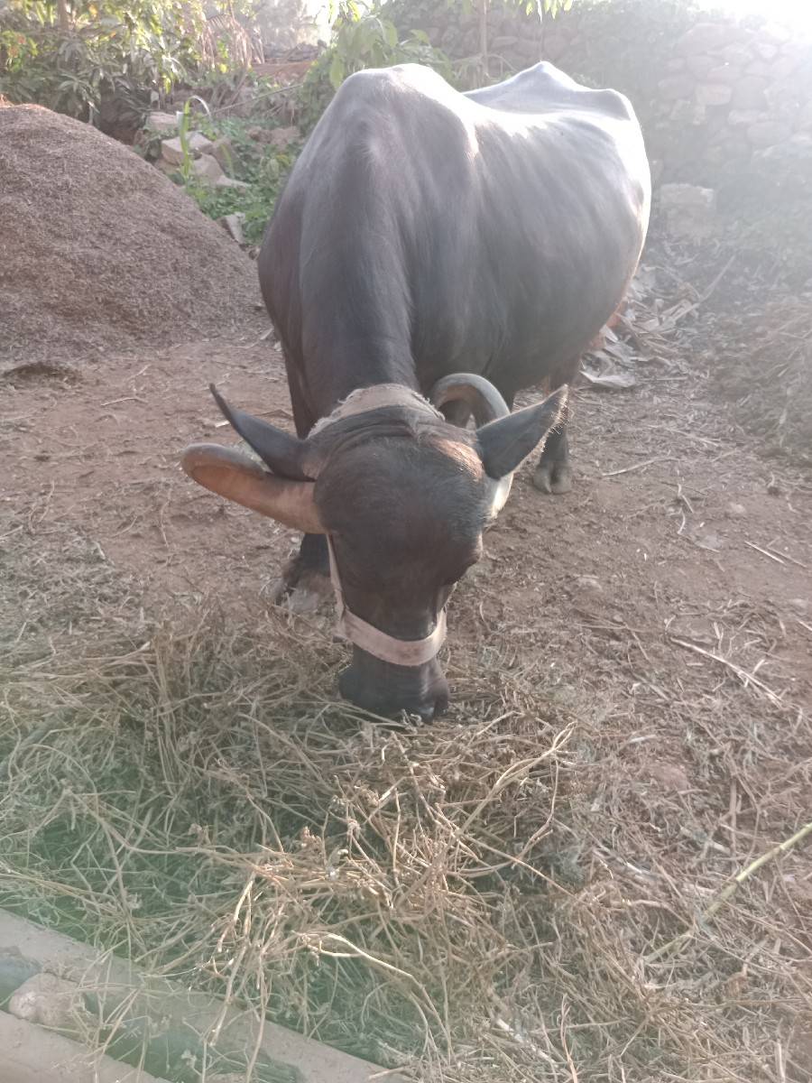 ભેંસ વેચવાની છે 6.5 લીટર દૂધ
