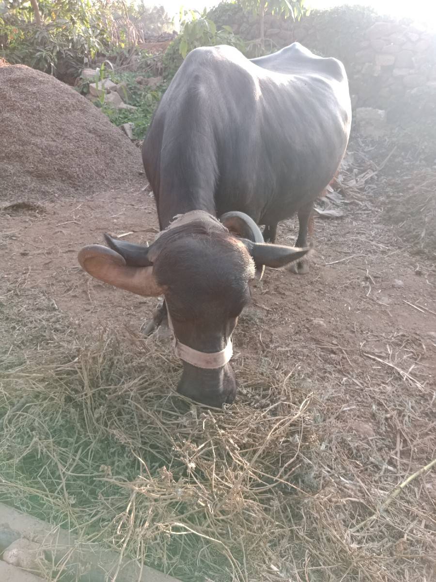 ભેંસ વેચવાની છે 6.5 લીટર દૂધ