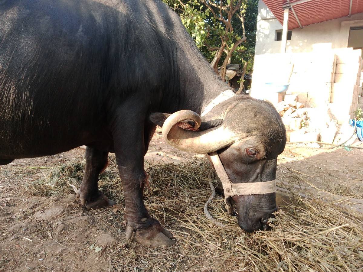 ભેંસ વેચવાની છે 6.5 લીટર દૂધ