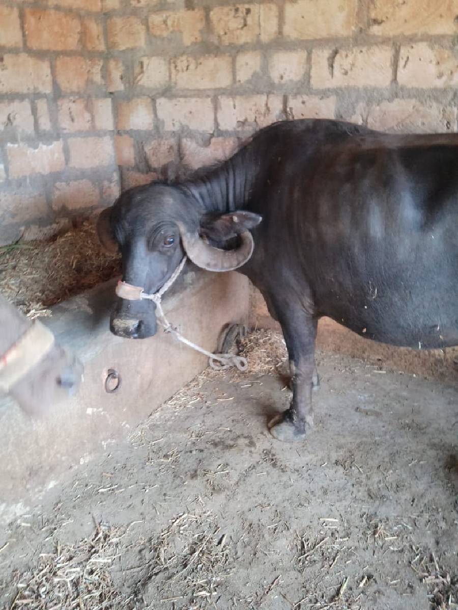 ભેશવેશવાનિછેબિજુવેતરદશબારદીની