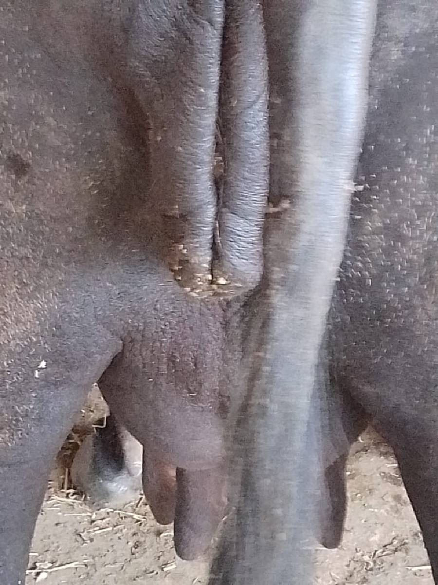 ભેશવેશવાનિછેબિજુવેતરદશબારદીની