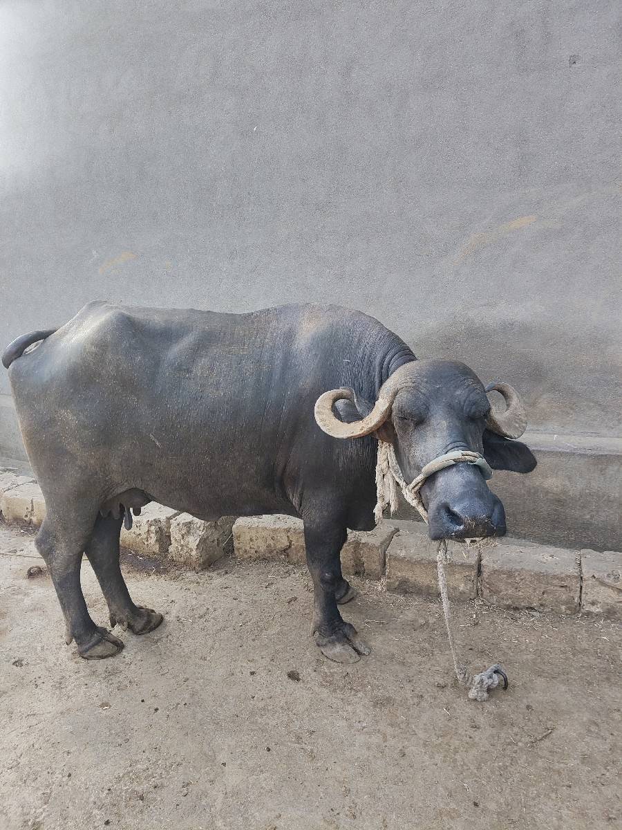ભેસ વેંસવાની છેં