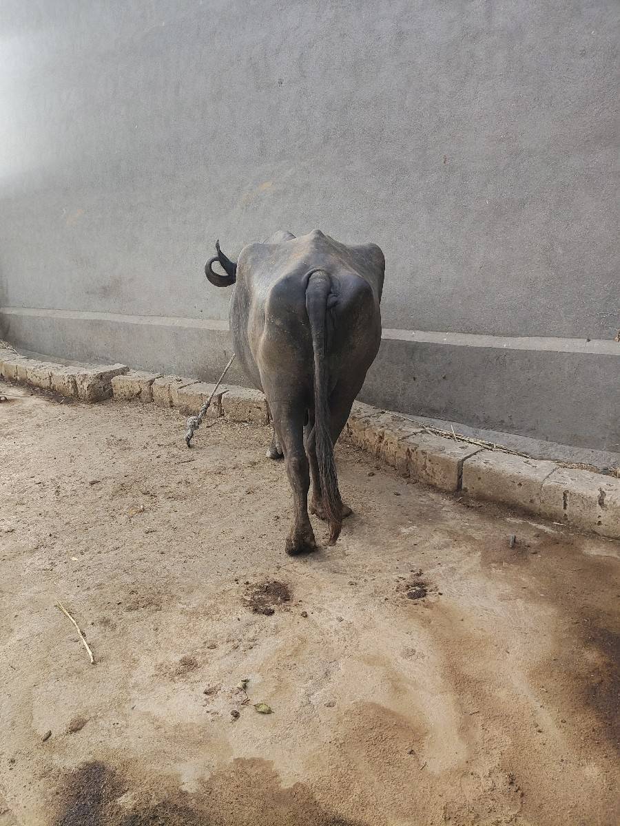 ભેસ વેંસવાની છેં
