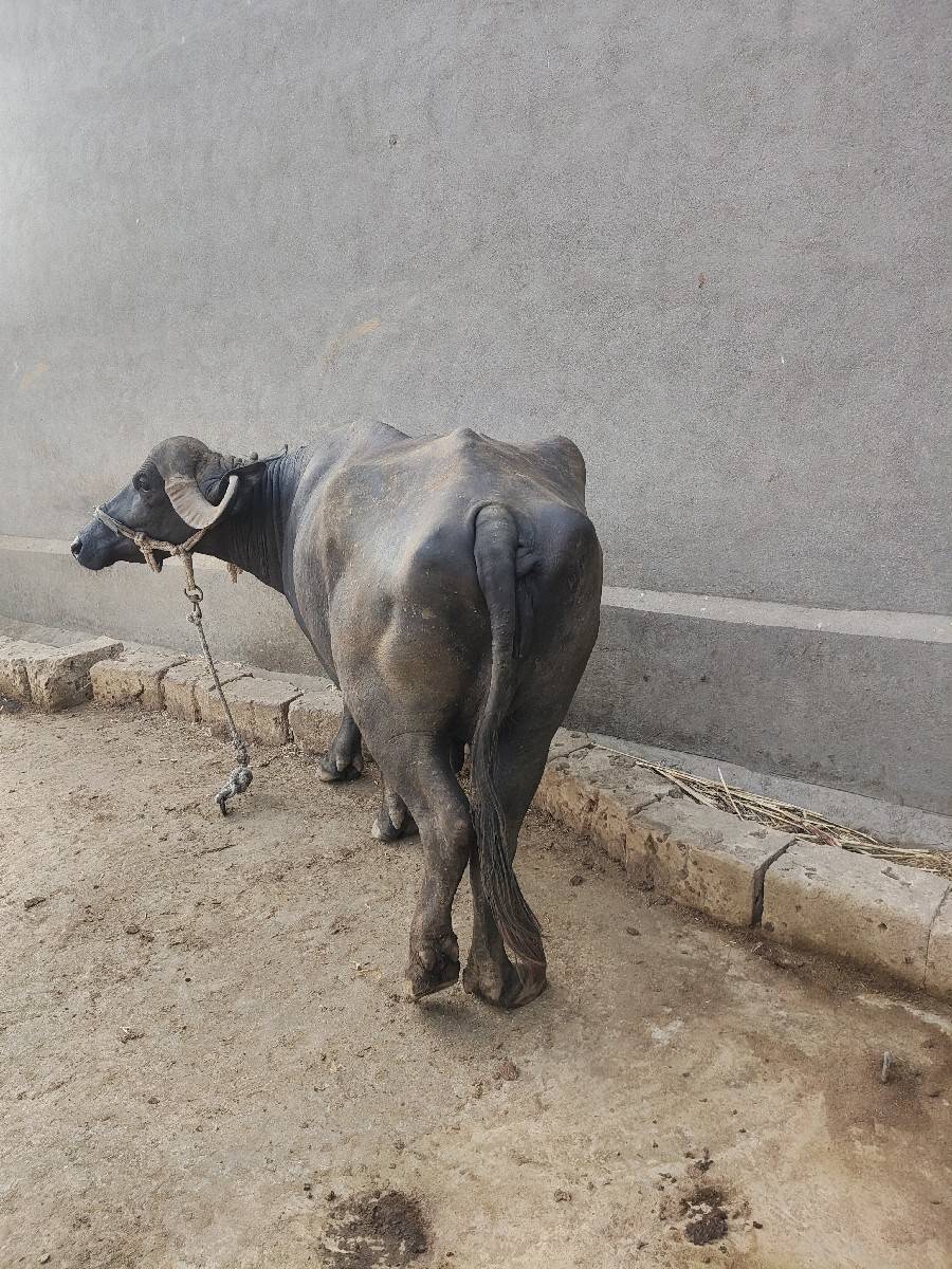 ભેસ વેંસવાની છેં