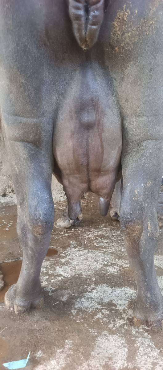 ભૅચ વૅચવાની છૅ