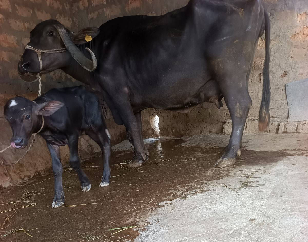 ભૅચ વૅચવાની છૅ