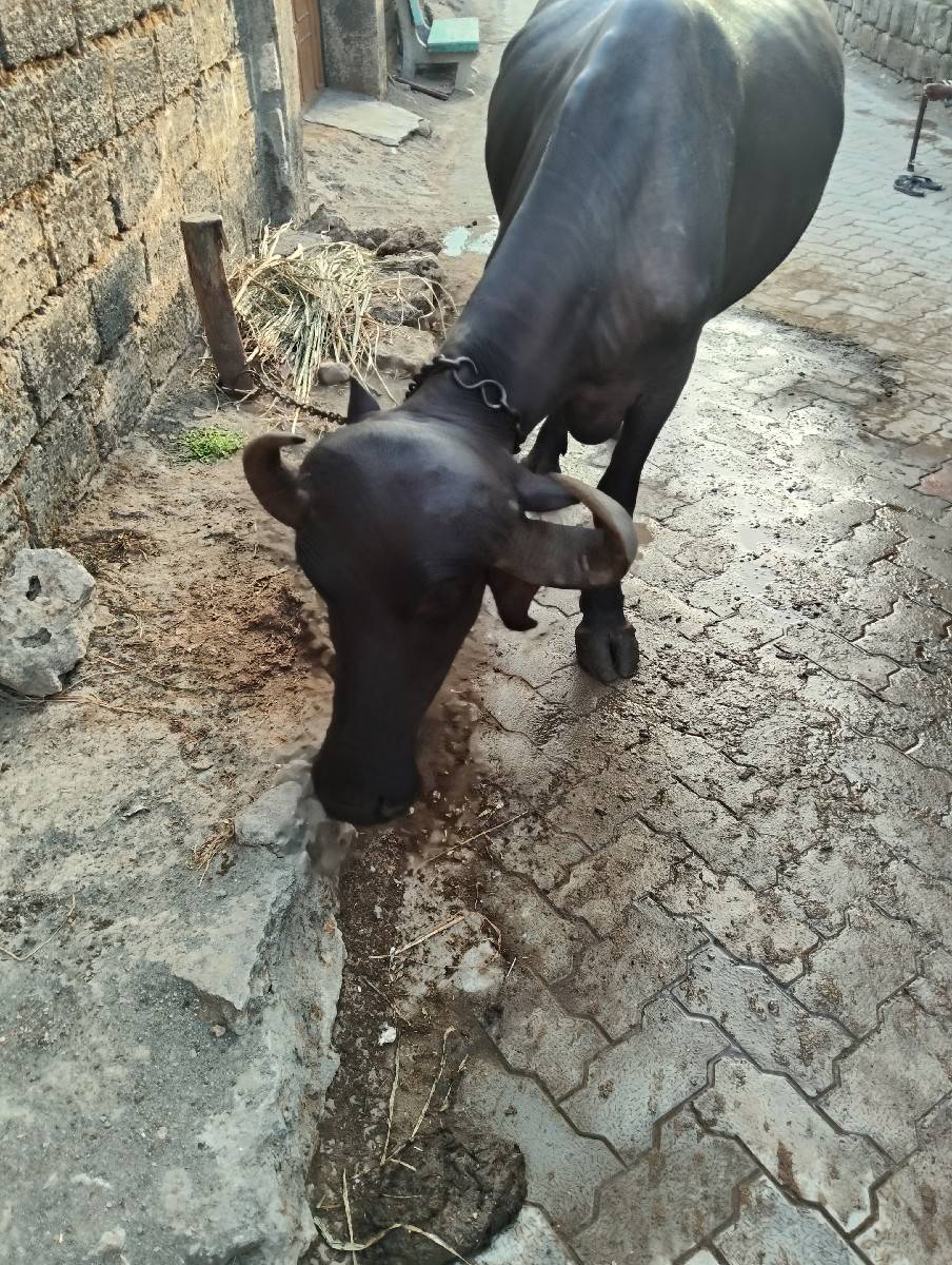 વસ્તુ સારી