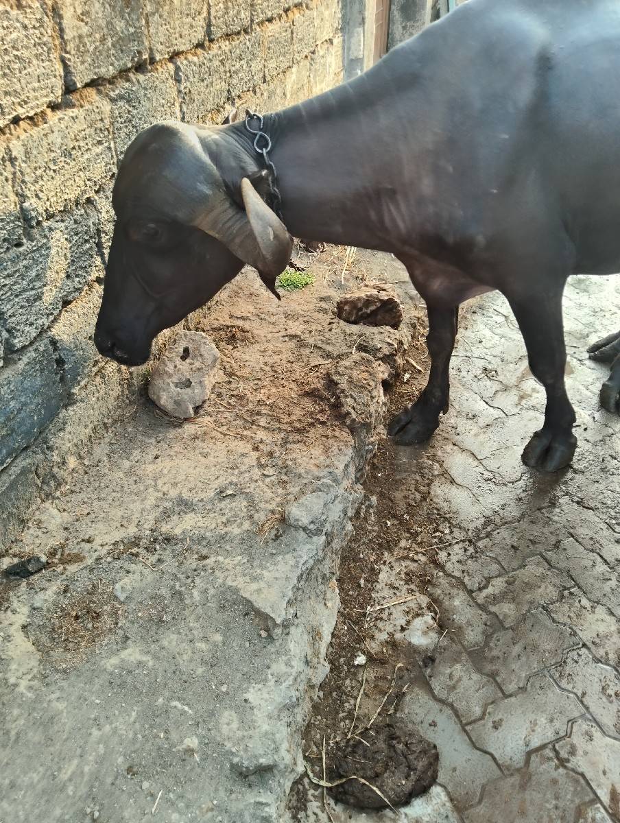 વસ્તુ સારી