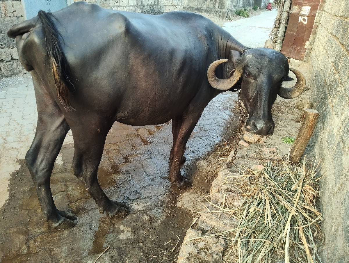 વસ્તુ સારી