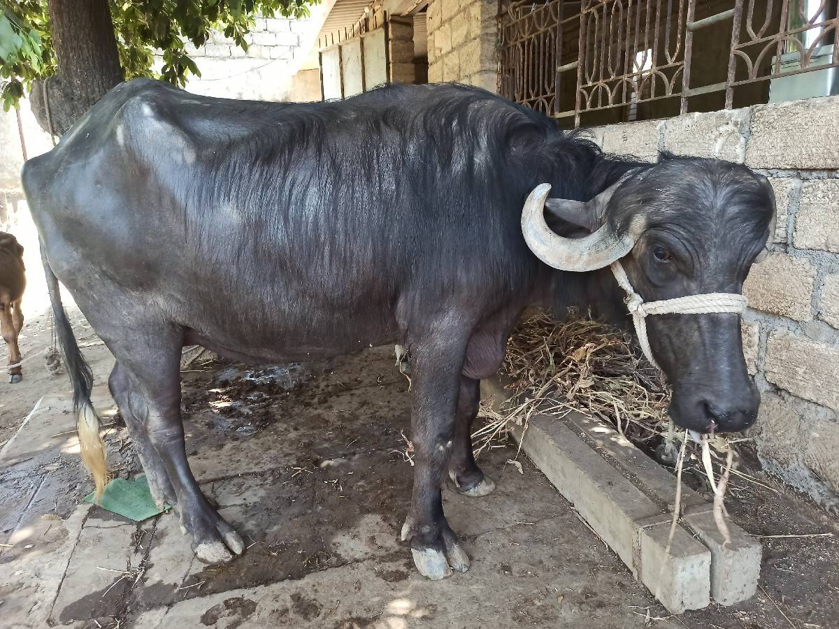 પેલુ વેતર
