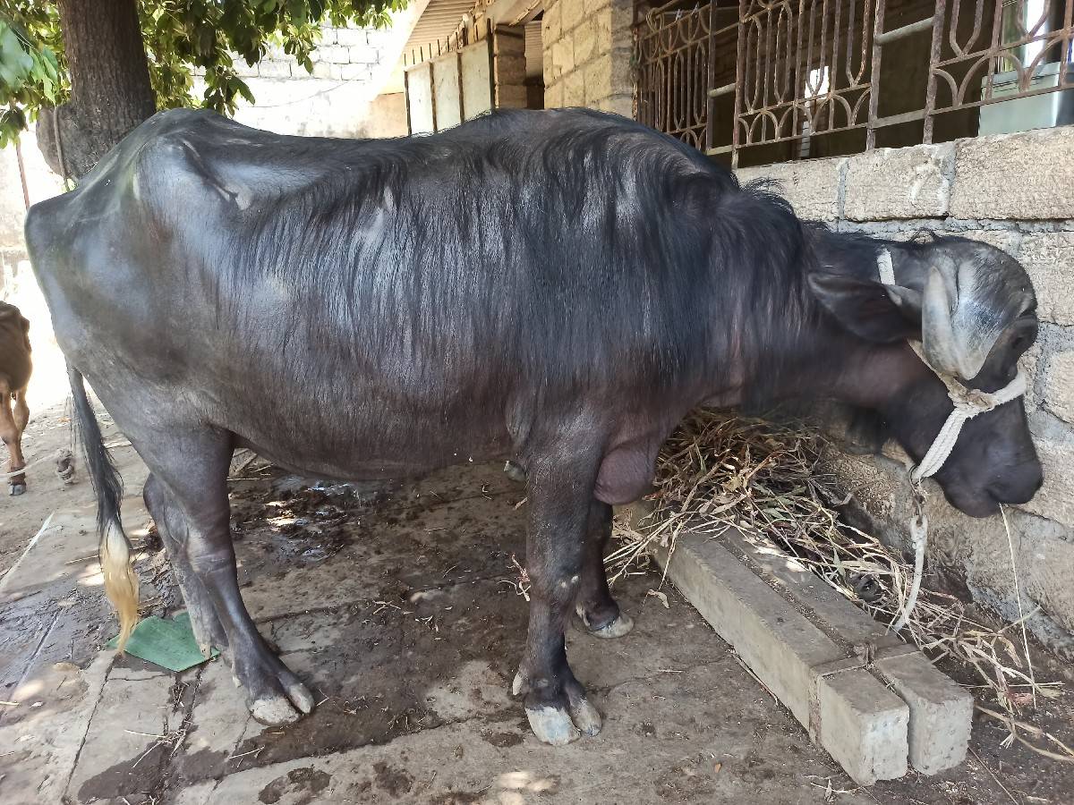 પેલુ વેતર