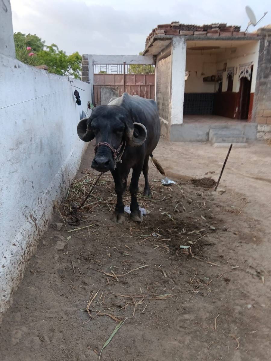 પેલુ વેતર