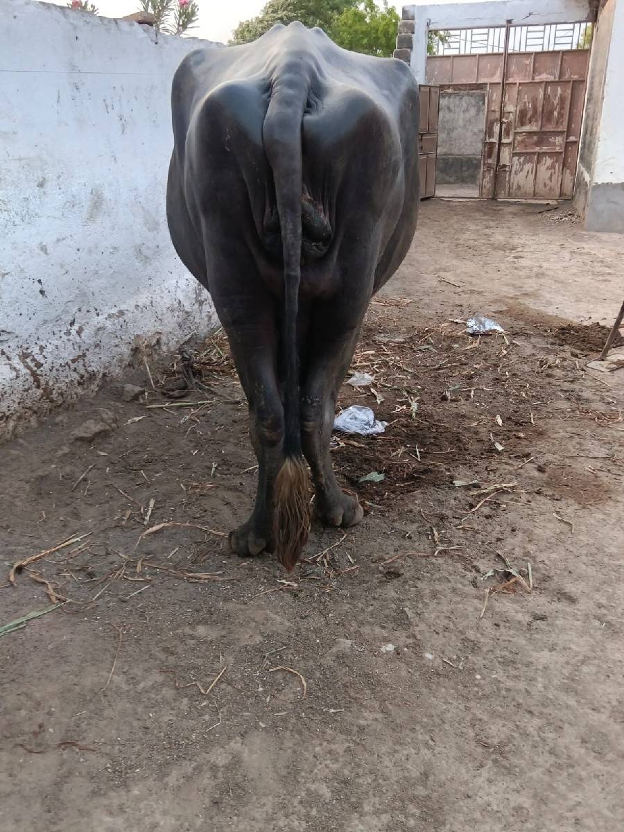 પેલુ વેતર