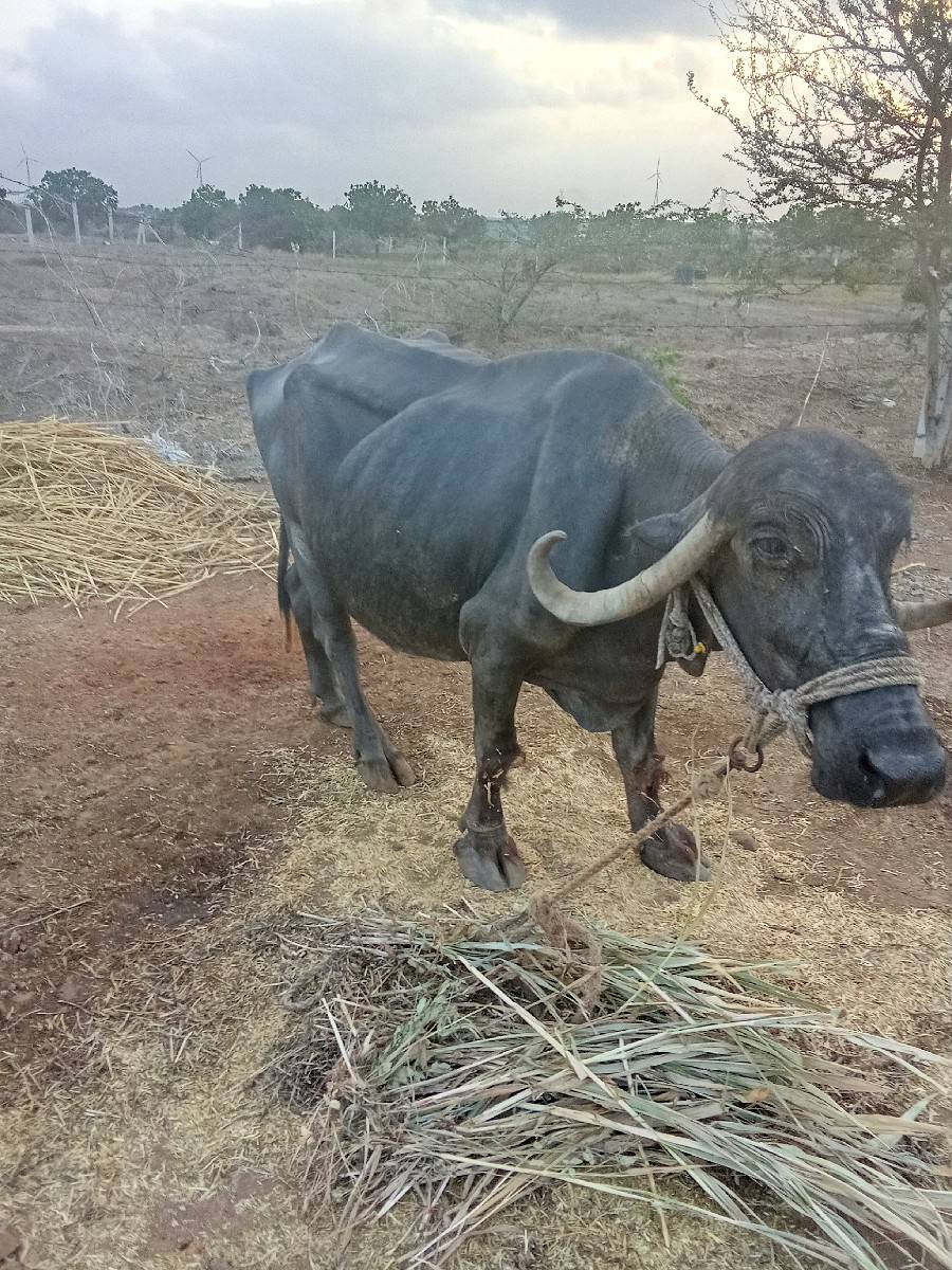 ભેંસ વેચવાની છે