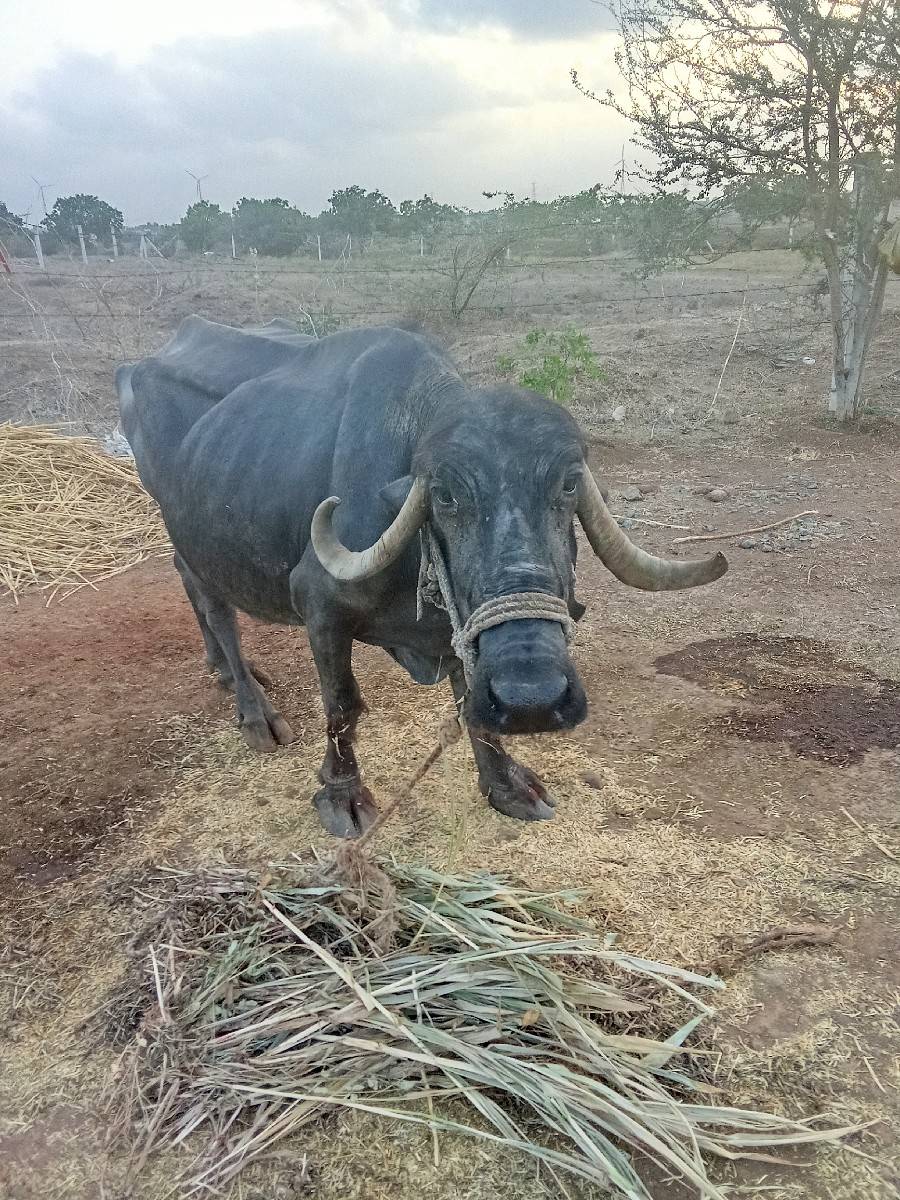 ભેંસ વેચવાની છે