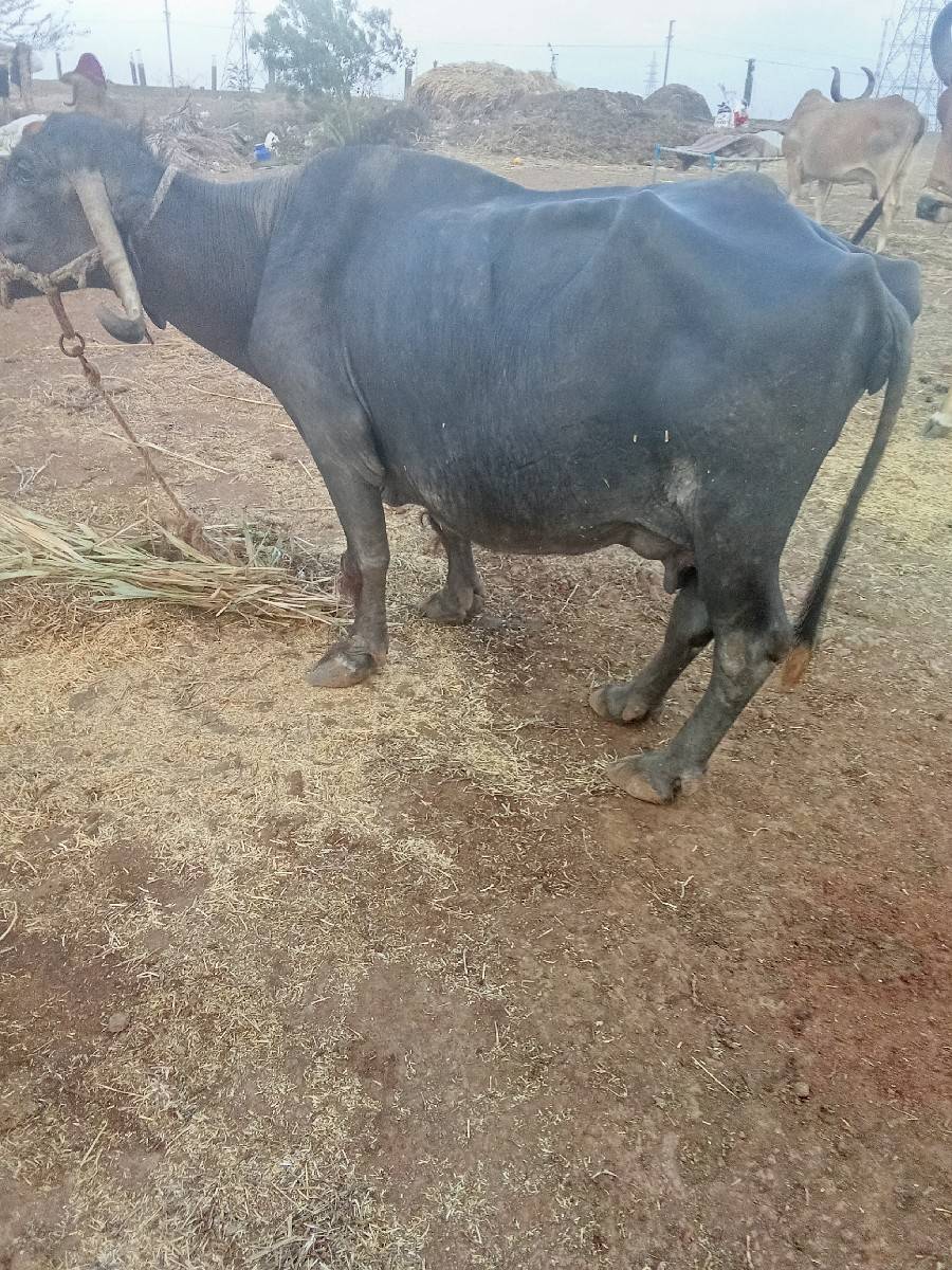 ભેંસ વેચવાની છે
