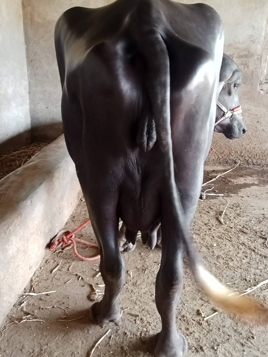 વેતર માં 1